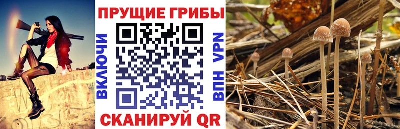Галлюциногенные грибы MAGIC MUSHROOMS дарк нет телеграм Нижневартовск